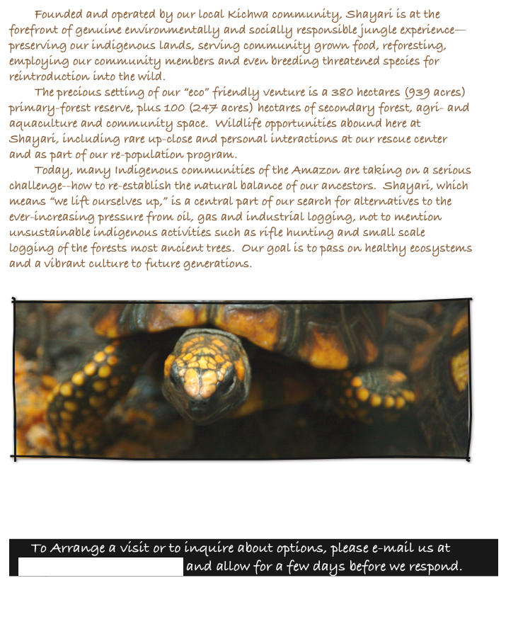 Founded and operated by our local Kichwa community, Shayari is at the forefront of genuine environmentally and socially responsible jungle experience—preserving our indigenous lands, serving community grown food, reforesting, employing our community members and even breeding threatened species for reintroduction into the wild.
The precious setting of our “eco” friendly venture is a 380 hectares (939 acres) primary-forest reserve, plus 100 (247 acres) hectares of secondary forest, agri- and aquaculture and community space.  Wildlife opportunities abound here at Shayari, including rare up-close and personal interactions at our rescue center and as part of our re-population program.
Today, many Indigenous communities of the Amazon are taking on a serious challenge--how to re-establish the natural balance of our ancestors.  Shayari, which means “we lift ourselves up,” is a central part of our search for alternatives to the ever-increasing pressure from oil, gas and industrial logging, not to mention unsustainable indigenous activities such as rifle hunting and small scale logging of the forests most ancient trees.  Our goal is to pass on healthy ecosystems and a vibrant culture to future generations.

￼




To Arrange a visit or to inquire about options, please e-mail us at shayaritours@gmail.com and allow for a few days before we respond.




